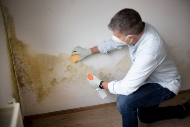 Best Mold Odor Removal Services  in Wynnewood, OK